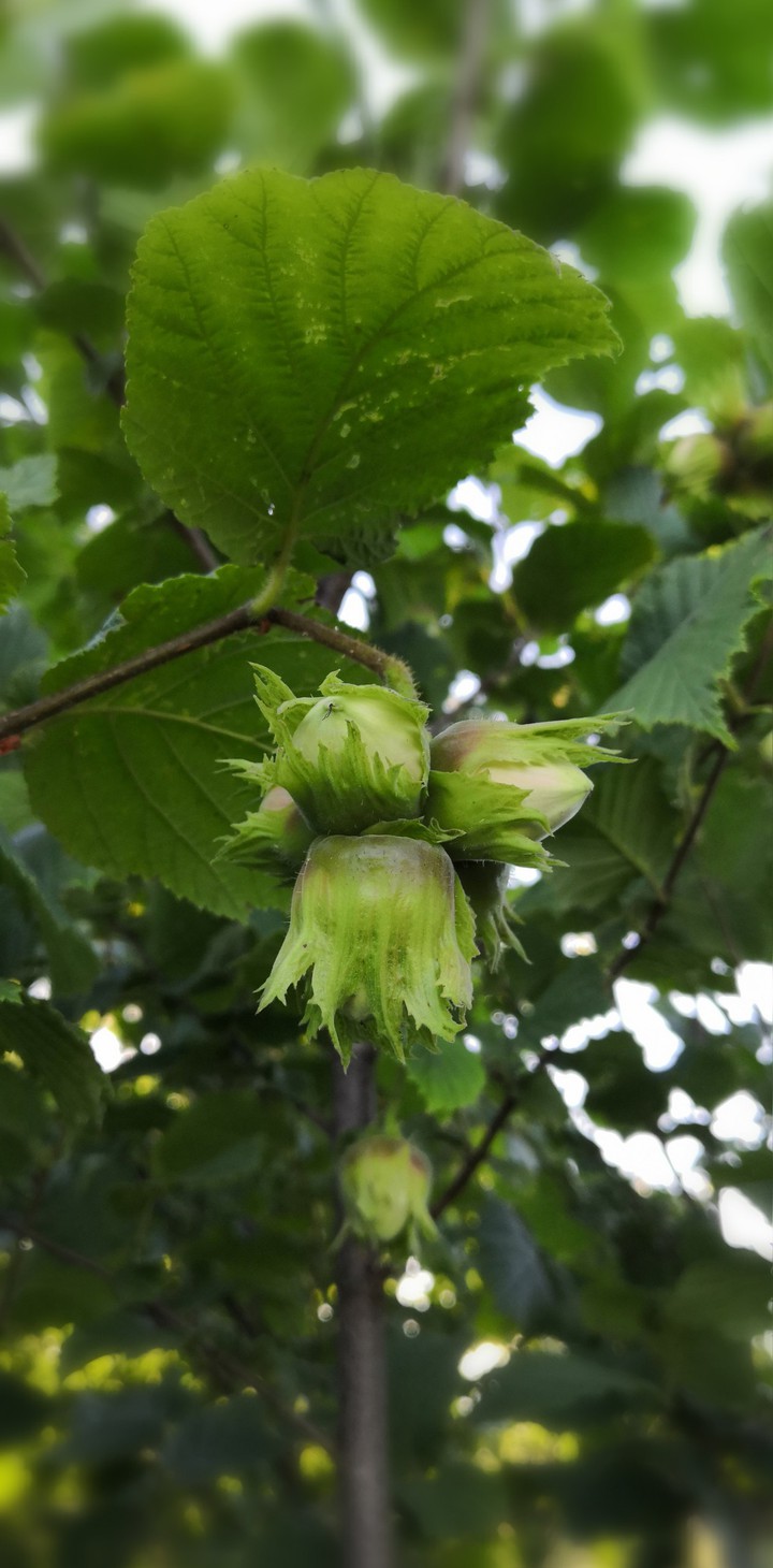 Nuts green hazelnut