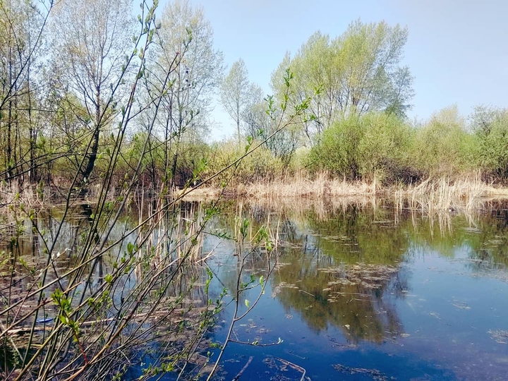 Болото