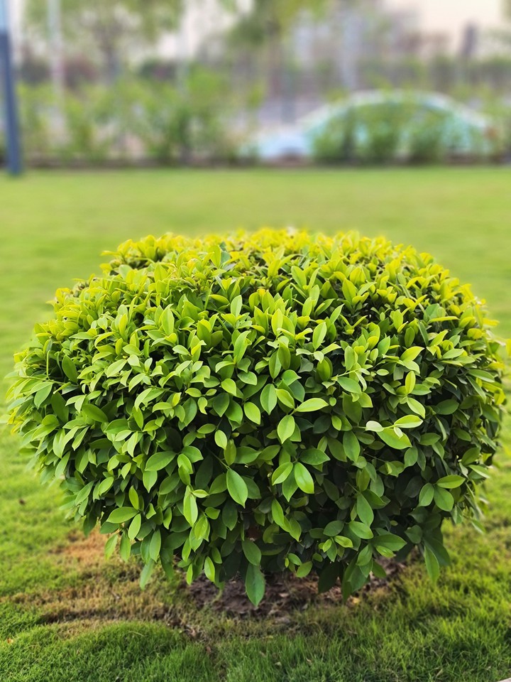 green landscape bulb