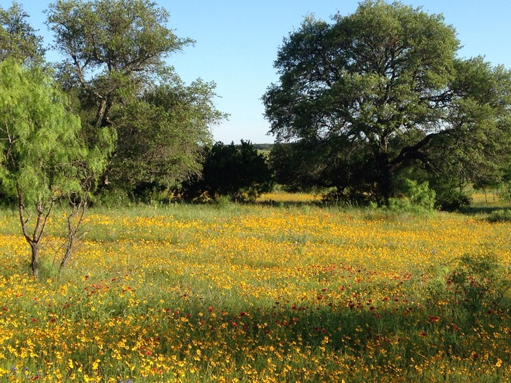 Texas wildflowers