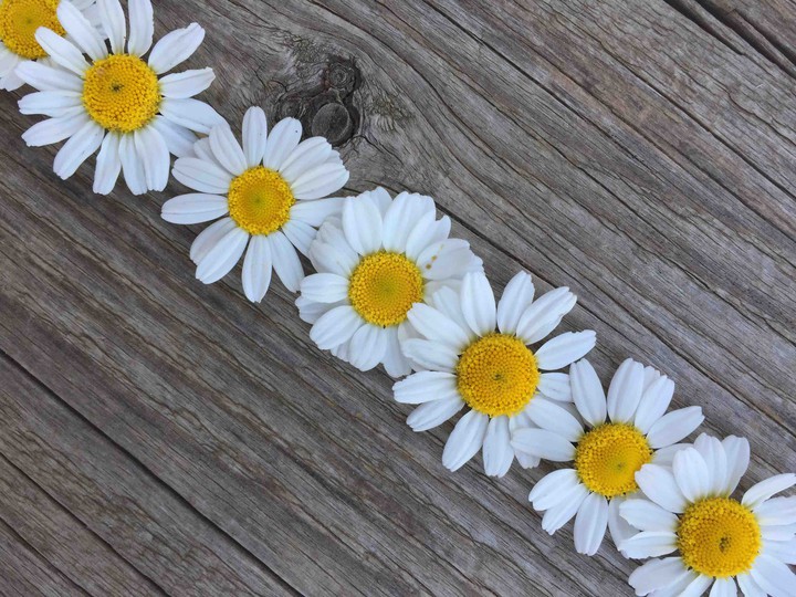 daisy
