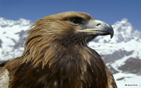 eagle