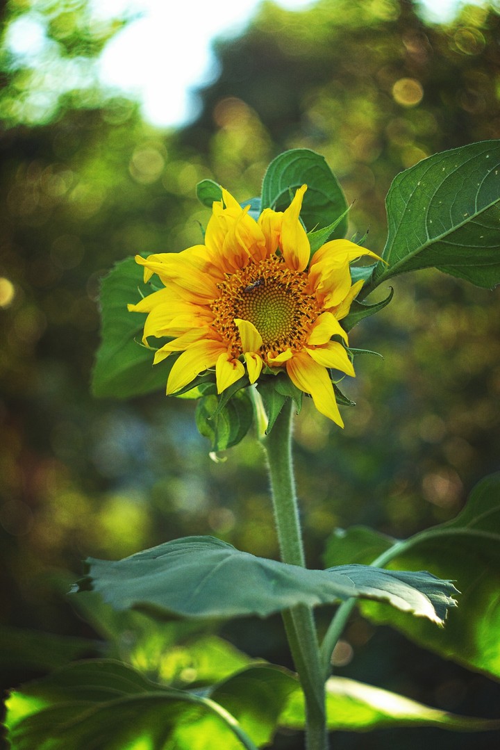 sunflower