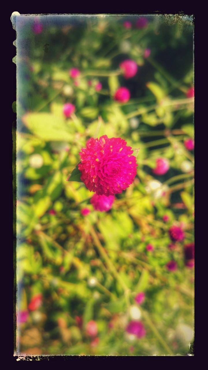 a very small pink flower