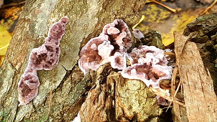 fungus in a treestump