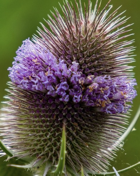 closeup, petal achtergronden