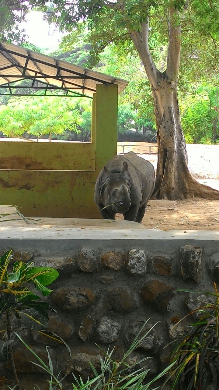 rhino