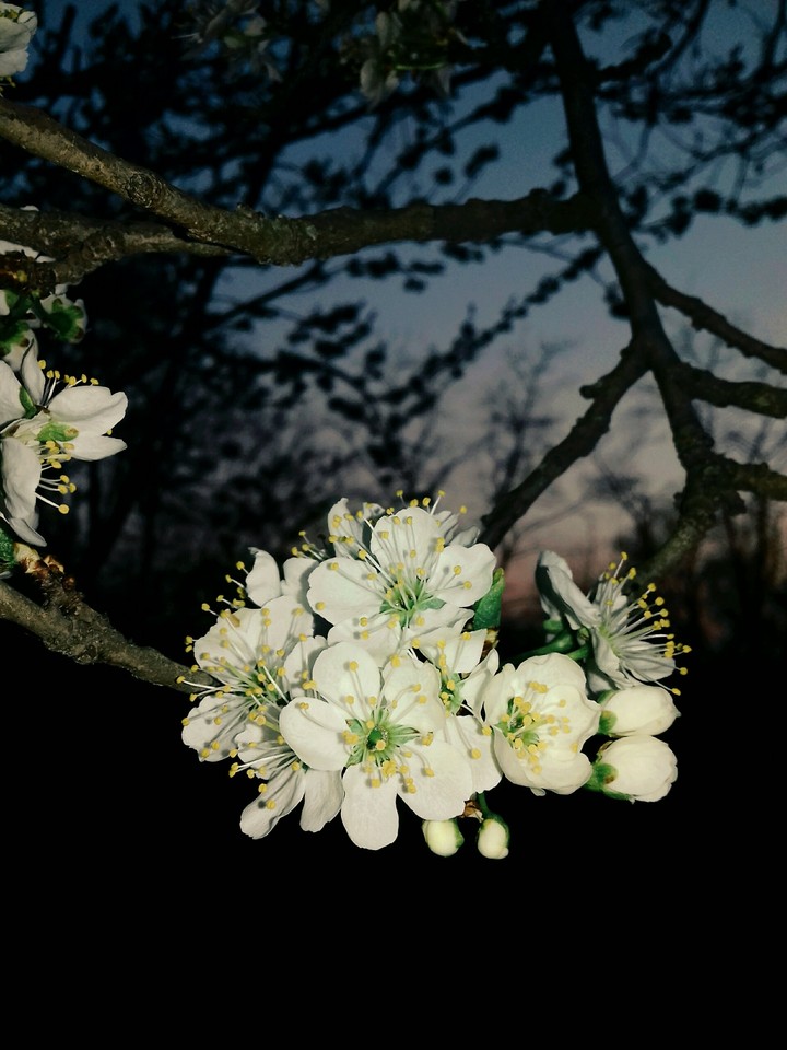 Весна Spring