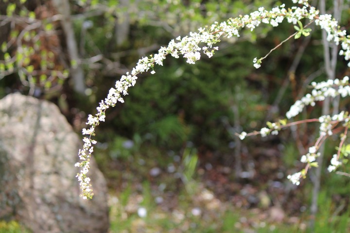 unknown flower5