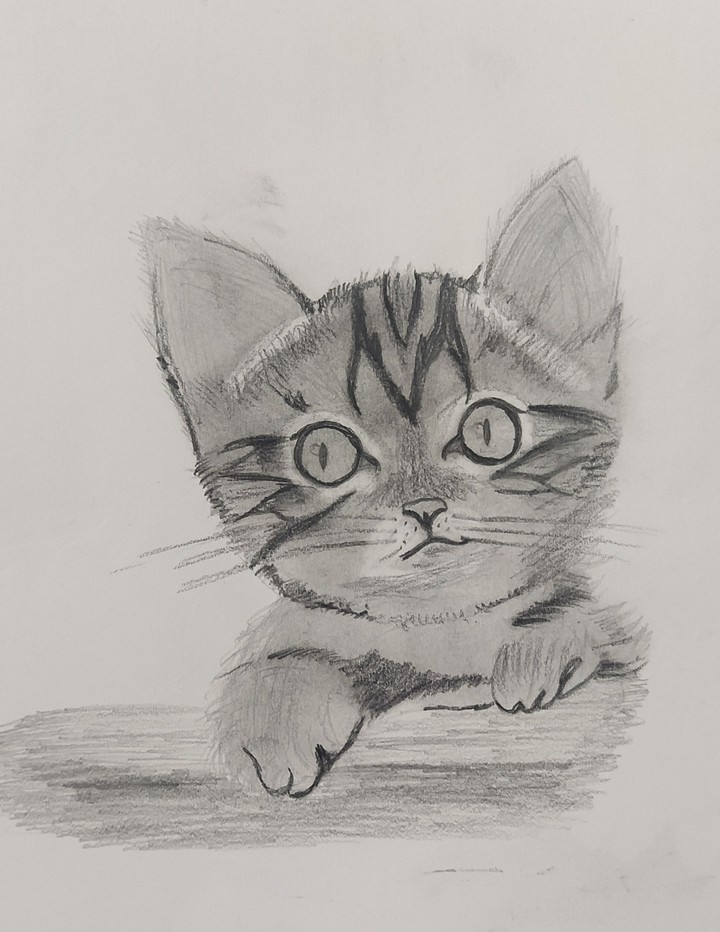cute kitten
