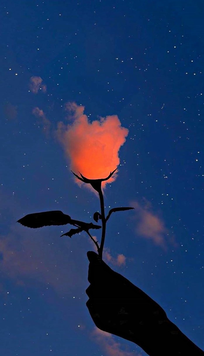 the Rose