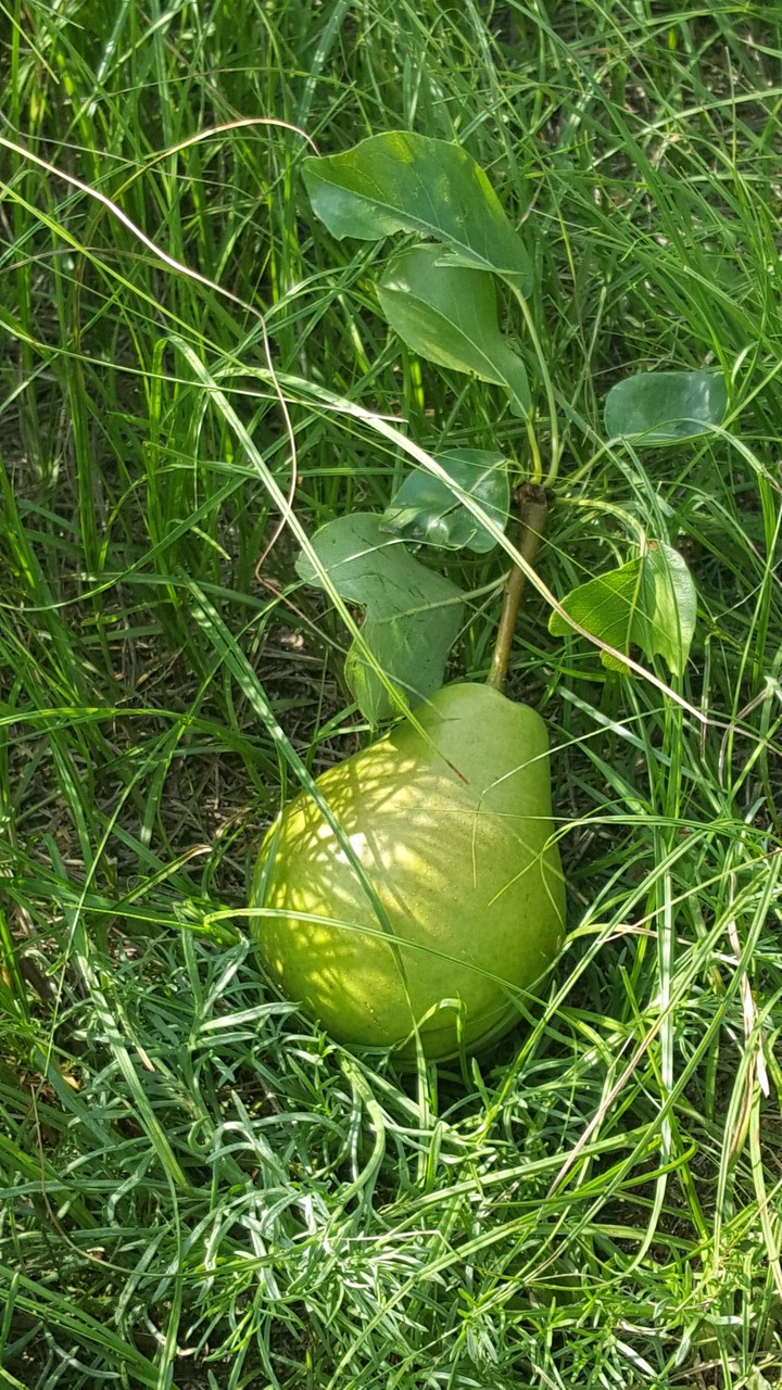 Лето