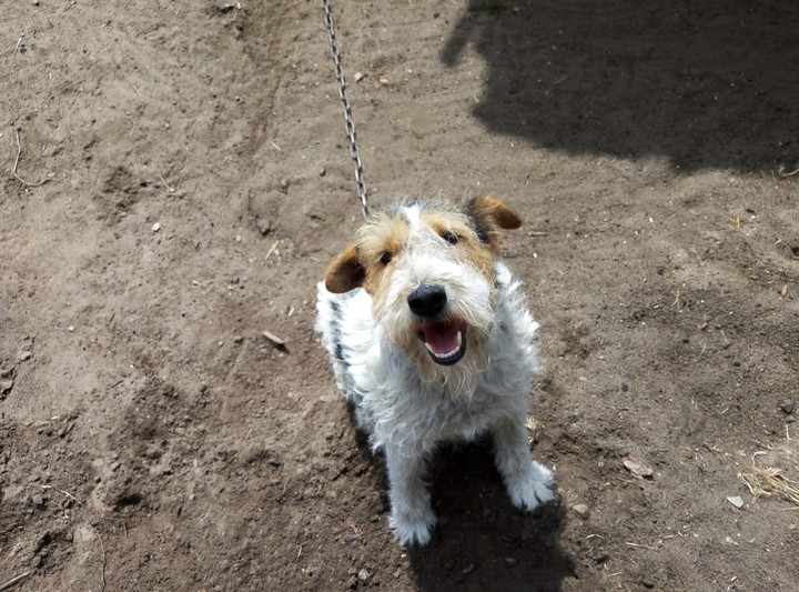 Cute dog