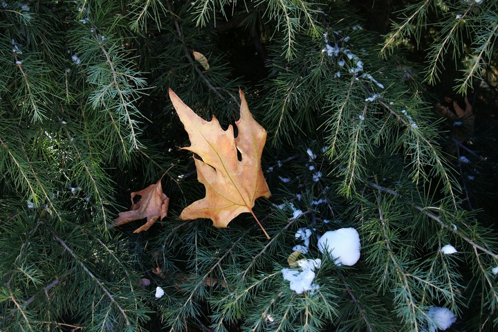 winter , iran ,tehran  photo : Alireza Niketeghad
