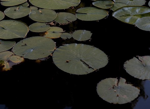 fen, wetland wallpapers