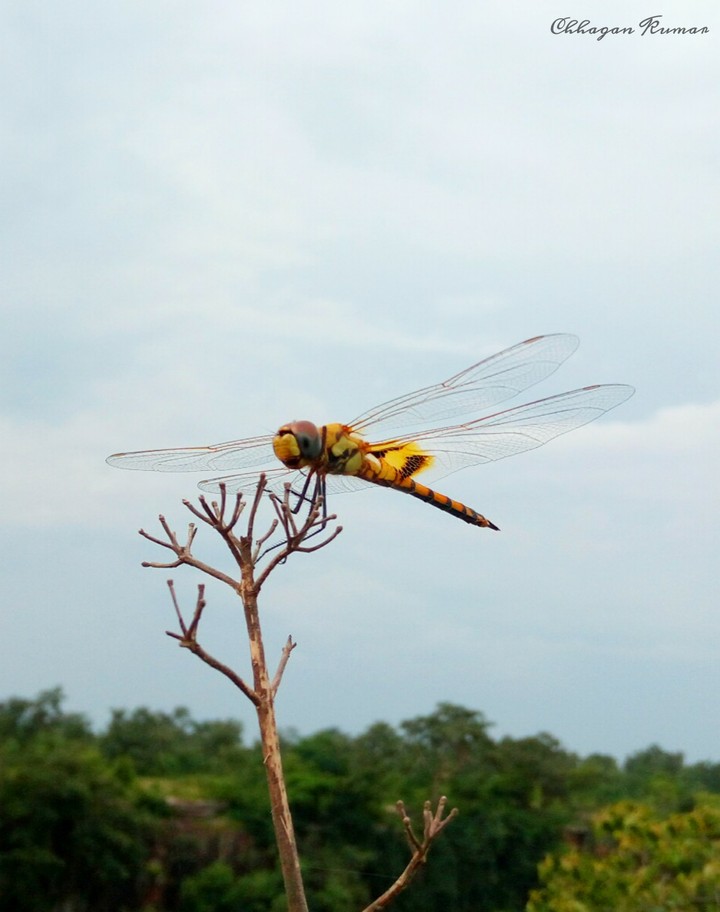 Dragonfly