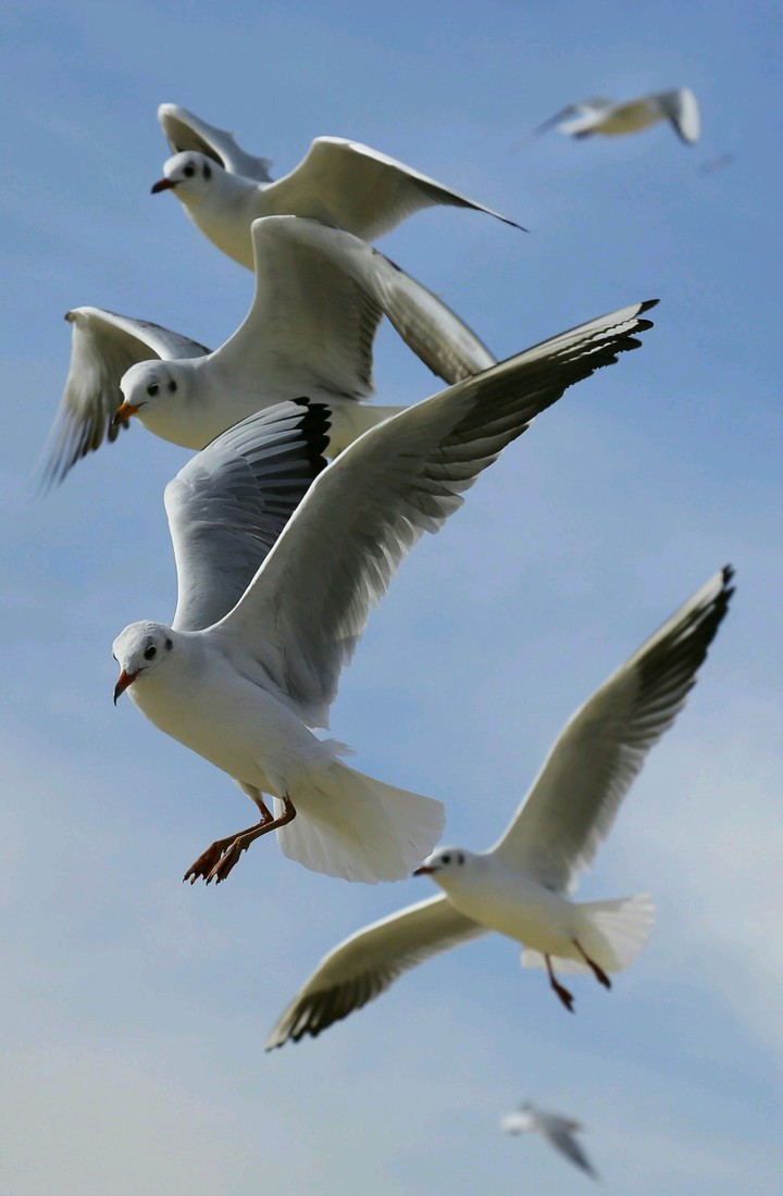 Flying