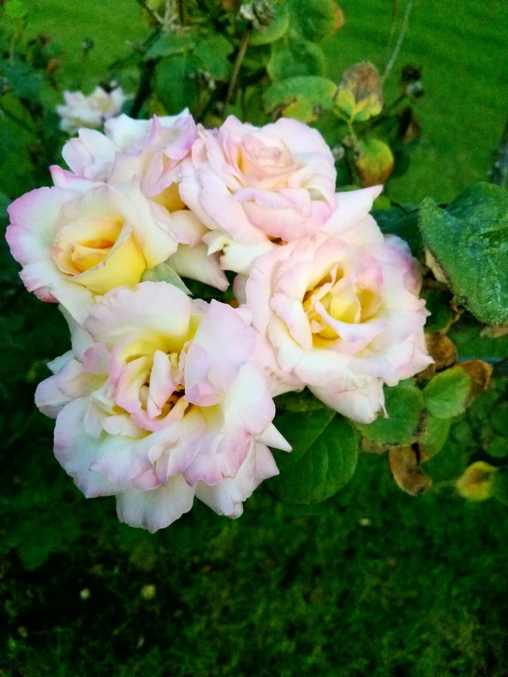 Wite pink roses