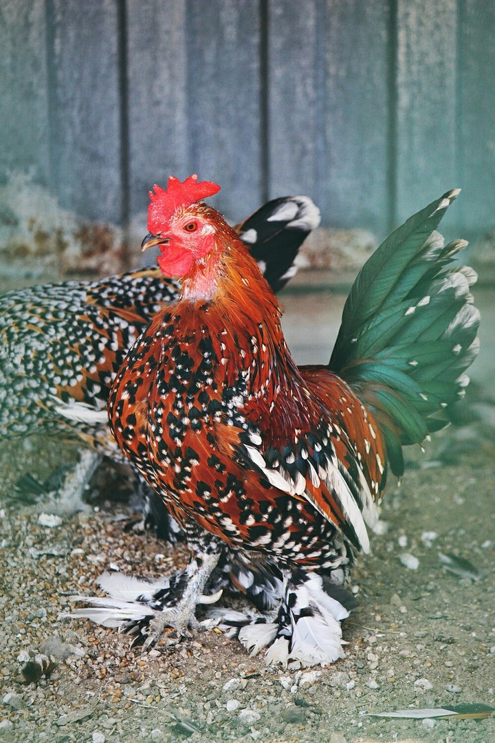 cock