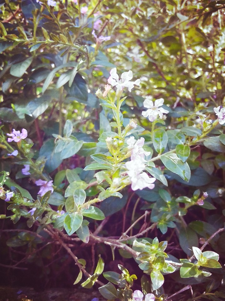 flower