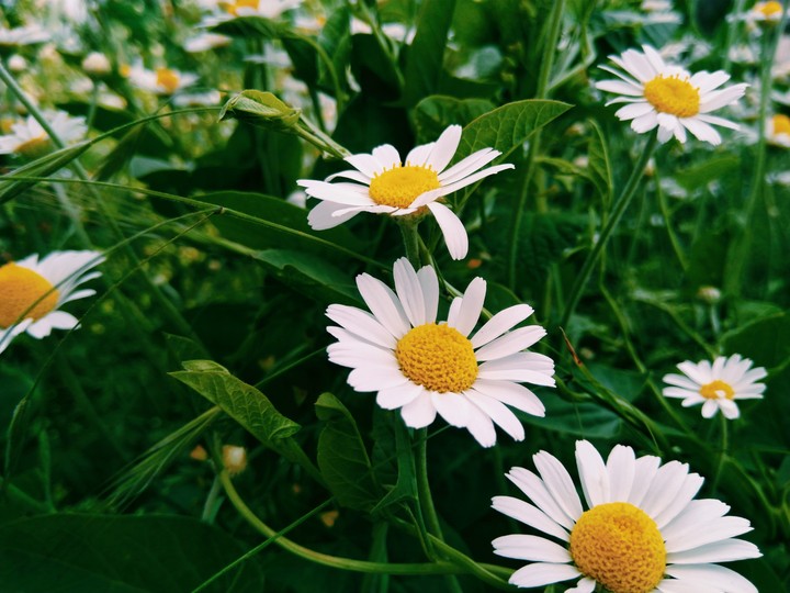 First Camomile
