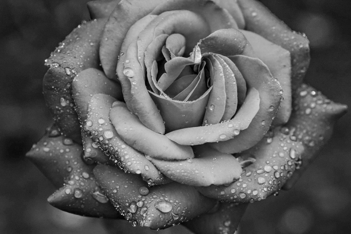 70's rose