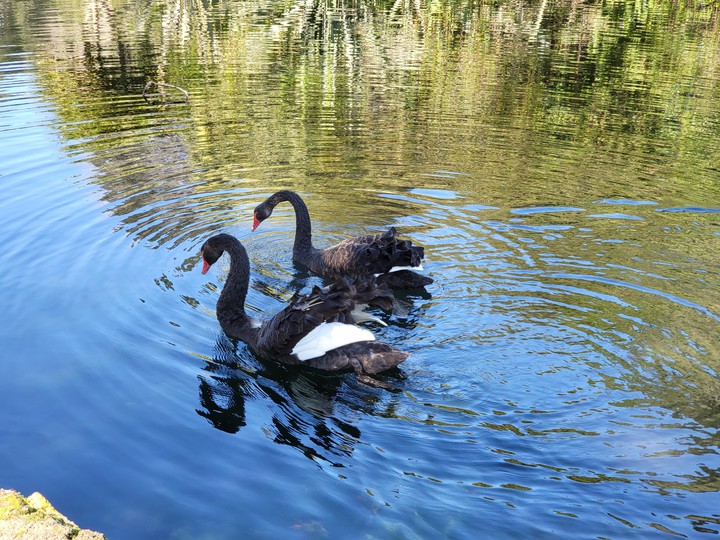 Western Springs Lakeside Park Auckland New Zealand 18/09/21