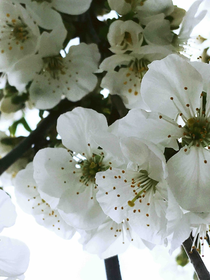 Spring