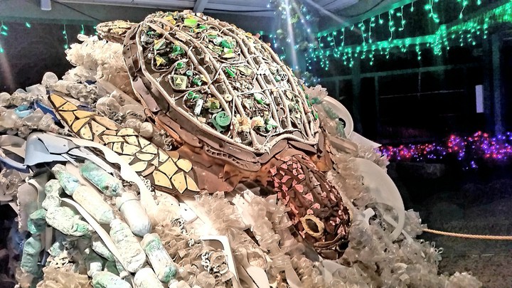 turtle