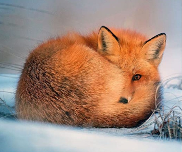 animaux