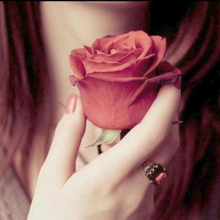 rose