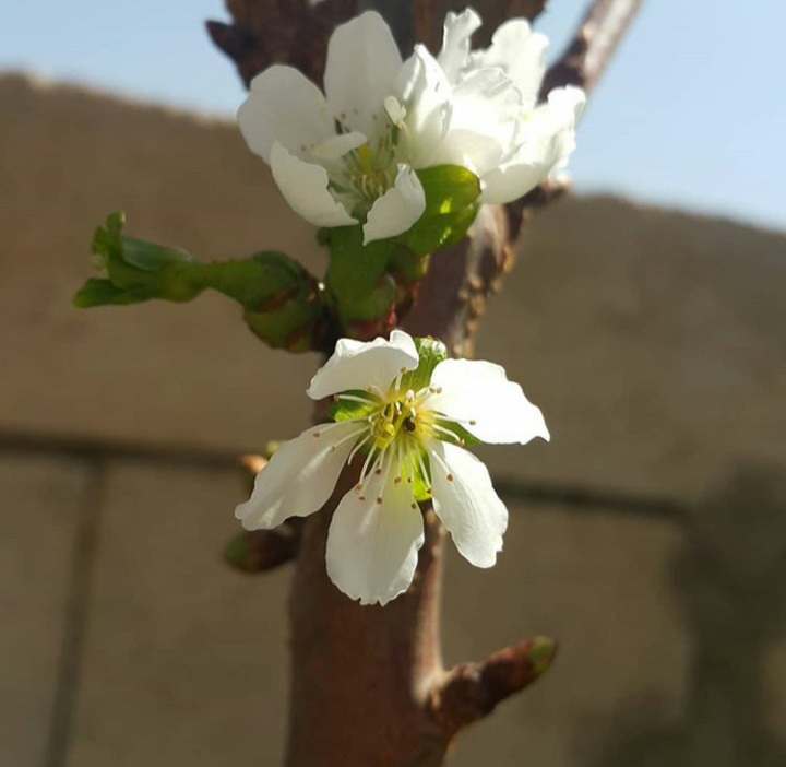 گل شکوفه ...
