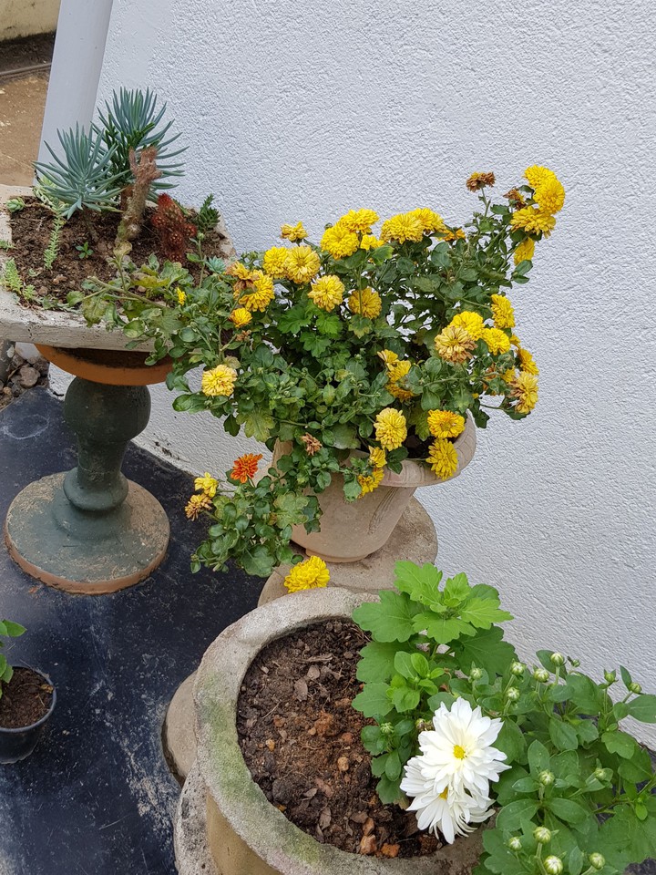 flowers