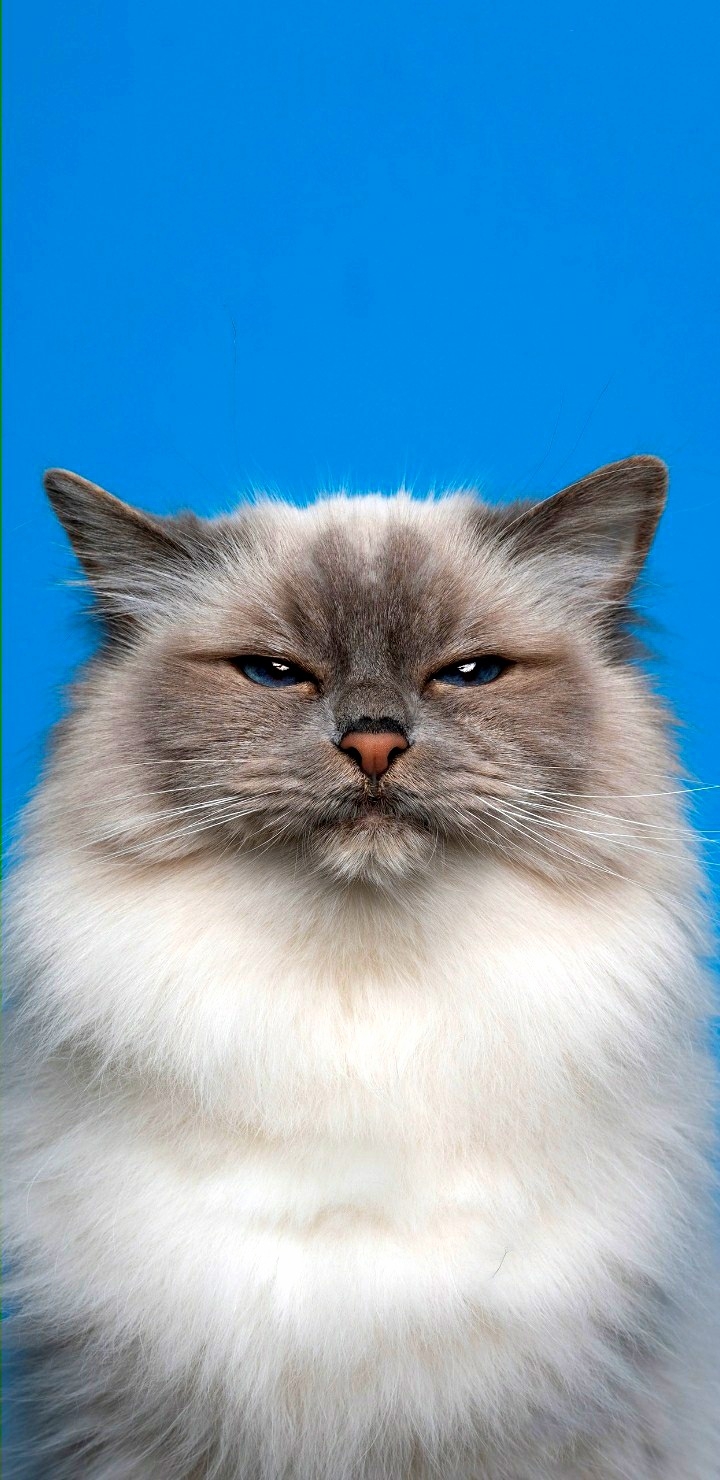 cats