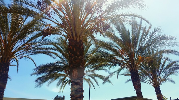 Summer Palms