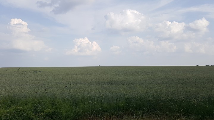 Пшеничное поле. Ukraine