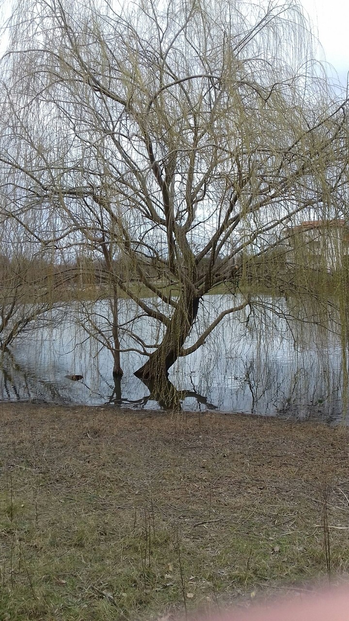 Tree in water.