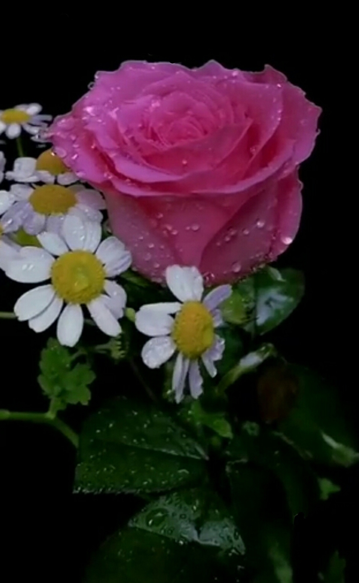 Flowers