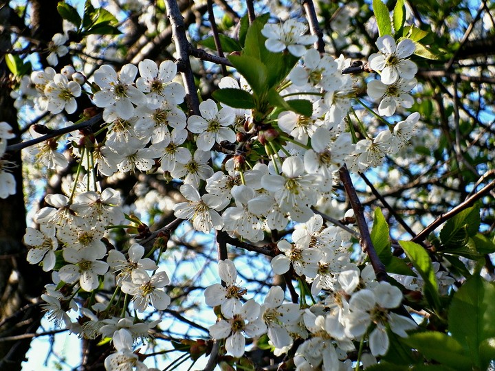cherry