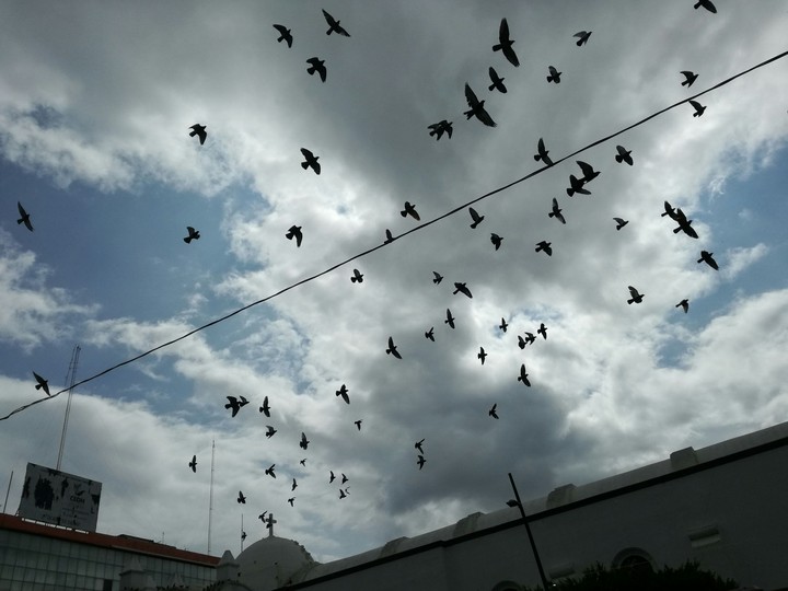 birds