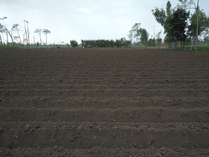 field