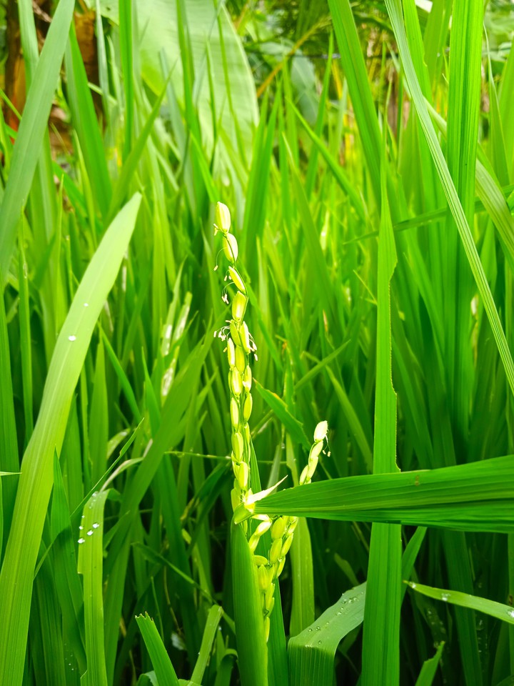 Paddy Fields....