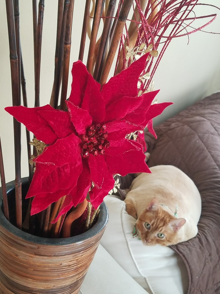 Christmas Cat