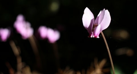 sous bois 5