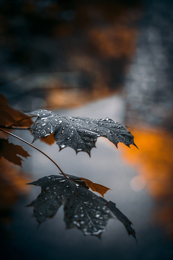 BLACK LEAF