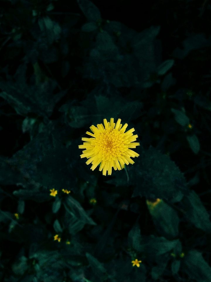 yellow love