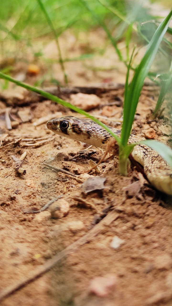 snake