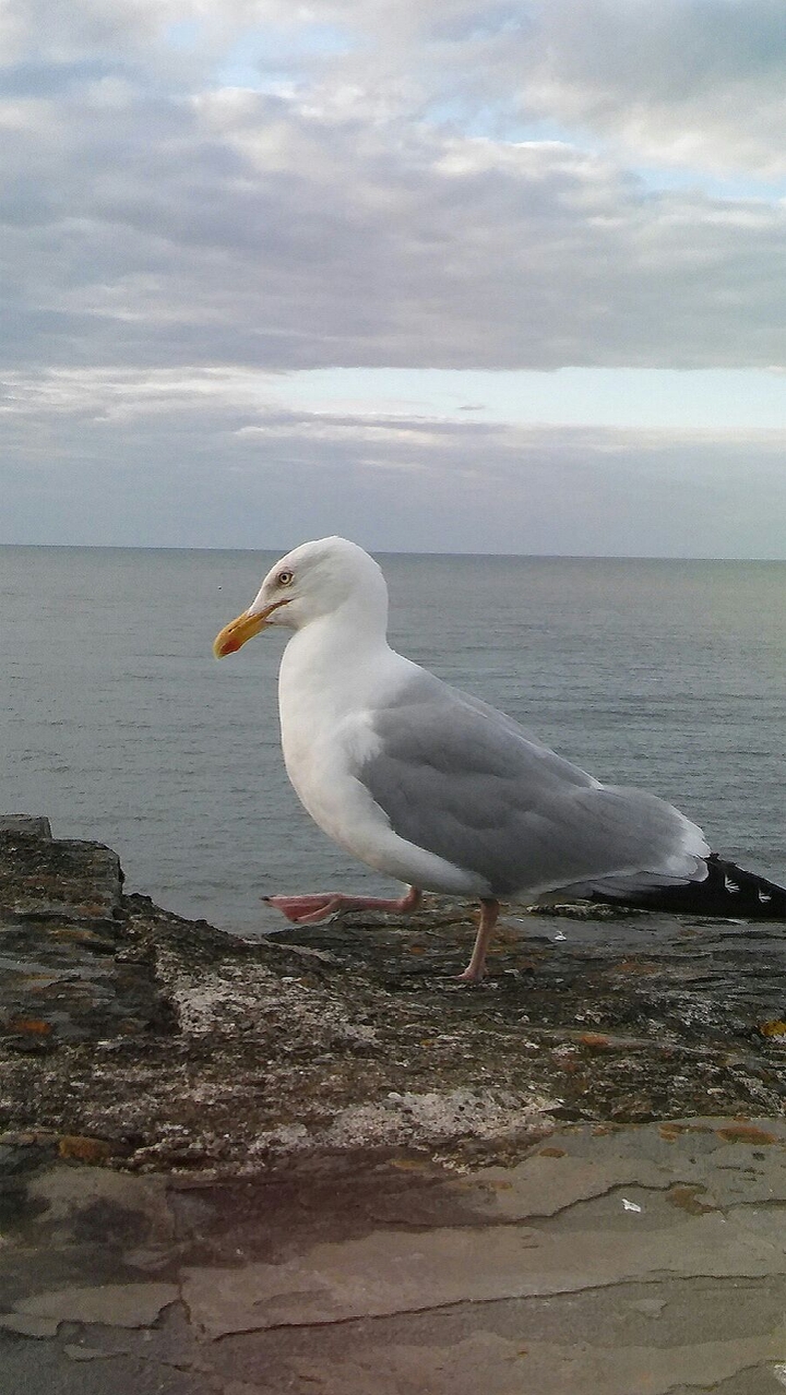 Gull