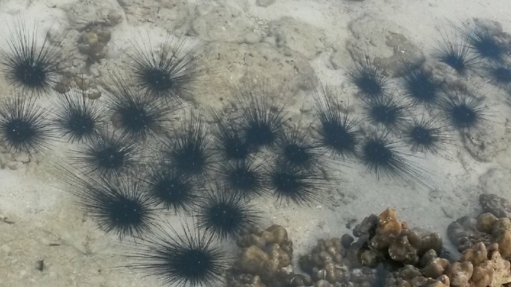 sea urchin