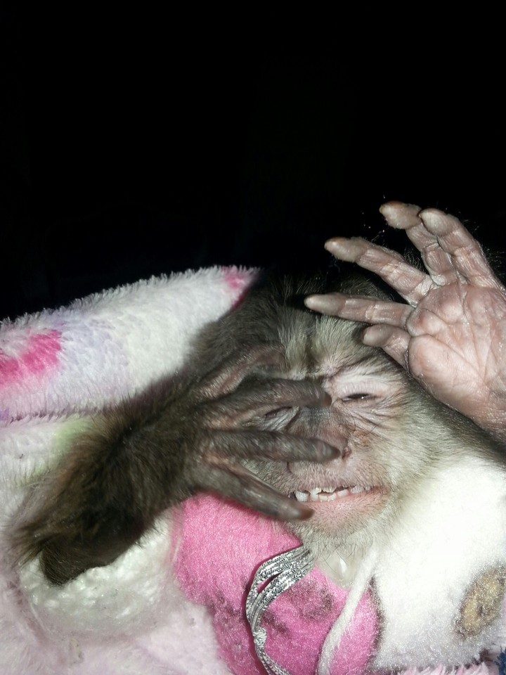 baby monkey